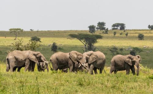 Ngorongoro Conservation Area Cabin | Elegant Ngorongoro Lodge - Meliá Collection Awaits You