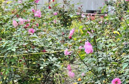 Bac Kan House | Family-Friendly NHÀ NGHỈ PHÚC ANH for Your Next Getaway