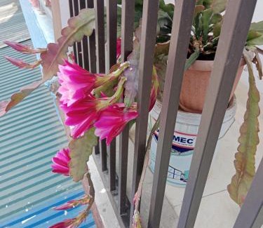 Dong Van Bed & Breakfast | Budget-Friendly Stay at Nhà Nghỉ Tấn Phúc - 8/10 Rated!