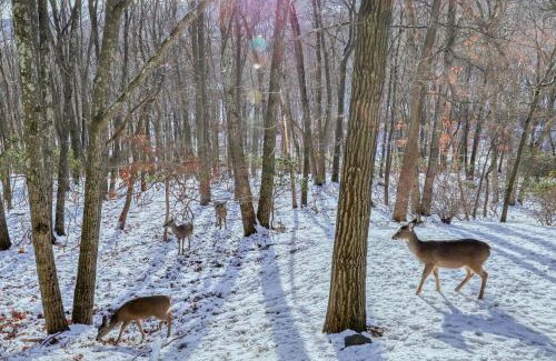 Tannersville House | Family-Friendly Northridge 482 - Rated 9.3/10 by Guests