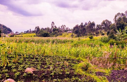 Western Region House | Guest Rated 9/10: Ntebeko Homestay Awaits Your Stay