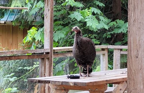 Powell River Cabin | Relaxing Ocean Views & Sunset Beach Cabin with Fire Pit