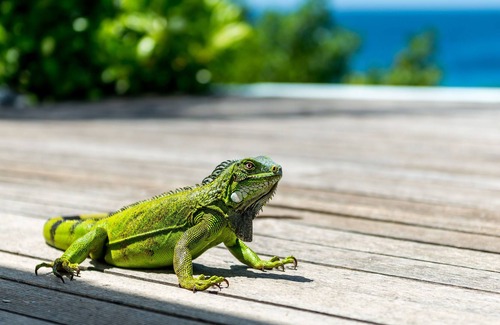 Sabadeco Villa | Oceanfront Villa, private pool, gazebo, great diving and snorkeling steps away