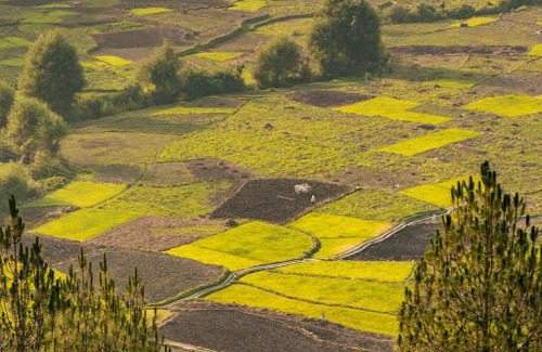 Majkhali House | Family-Friendly Odyssey Stays in Beautiful Kausani