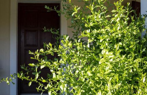Agia Marina Apartment | Serene Olive Grove Zakynthos with Oceanfront Views