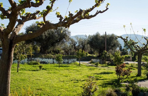Agia Marina Apartment | Serene Olive Grove Zakynthos with Oceanfront Views