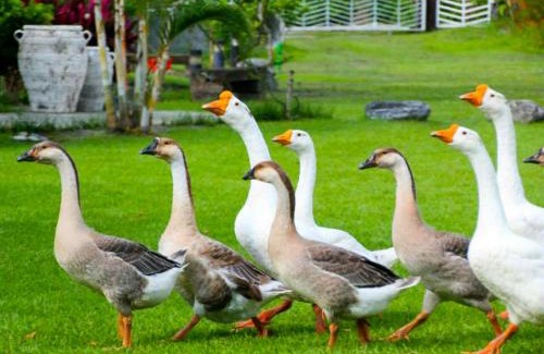Fenglin House | Perfect Stay at Oliver Tree B&B: Pet Friendly & Cozy Amenities
