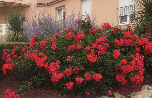 Lorgues Apartment | Cozy OLIVIER Apartment with Pool and Breakfast for 2-3