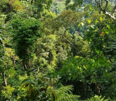 Bukit Lawang Cabin | Explore On The Rocks Bungalows with Jungle Trekking & Dining