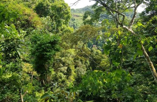 Bukit Lawang Cabin | Explore On The Rocks Bungalows with Jungle Trekking & Dining