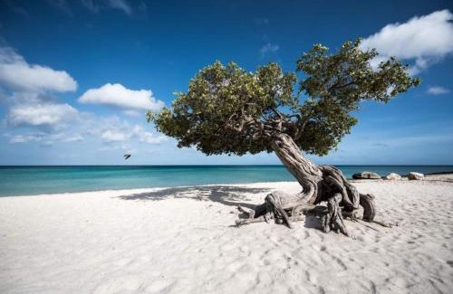 Macuarima Apartment | Oceanfront Escape at Casita Amarilla - Guest Rated 9.7/10