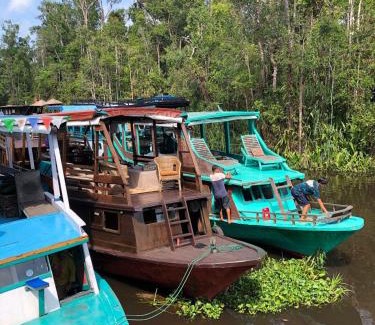 Pangkalan Bun Boat Rental | Relaxing Orangutan Houseboat Park in Tanjung Puting