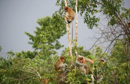 Kumai Boat Rental | Unique Orangutan Kelotok Houseboat for 6 Guests