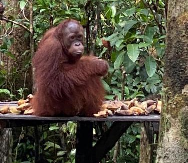 Kumai Boat Rental | Unique Orangutan Kelotok Houseboat for 6 Guests