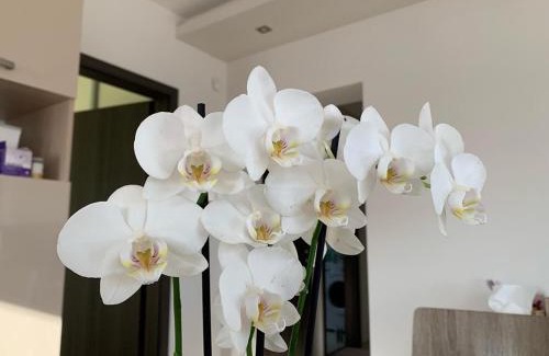 Egerszalok Apartment | Top-Rated Orchidea Apartmanház in Egerszalók Awaits