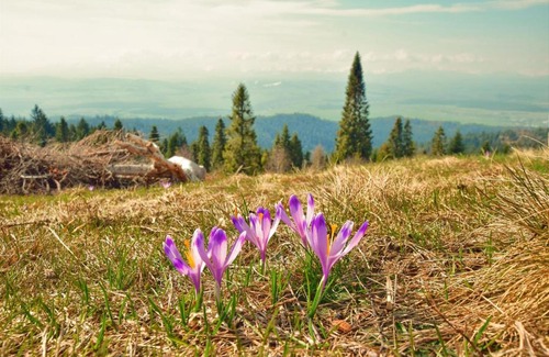 Nowy Targ Ski Chalet | Pet-Friendly Retreat at Osada Pod Turbaczem - Rated 9.7