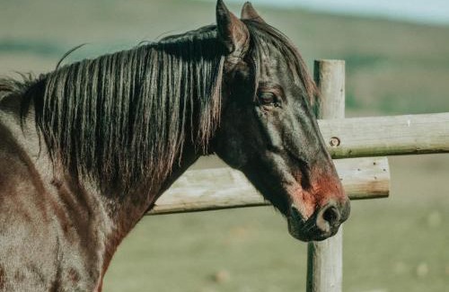 Riversdale House | Discover Oudebosch Guest Farm: Kid-Friendly Retreat with Pool