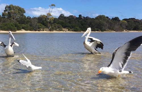 Coles Bay House | Oystercatcher: Lagoon Views with Pet-Friendly Amenities