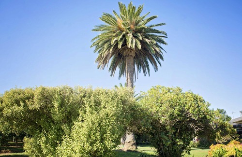 Parkvale Cottage | Cozy Palm Tree Cottage with Ocean View & Pool Amenities