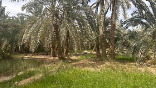 Siwa Other | Budget-Friendly Paloma Camp: Ideal for Families and Pets