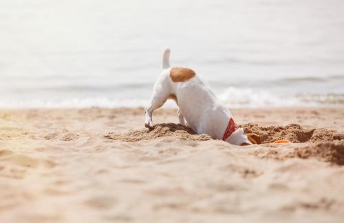 Rye House | Unforgettable Paws Up Classic: Pet-Friendly Ocean Views