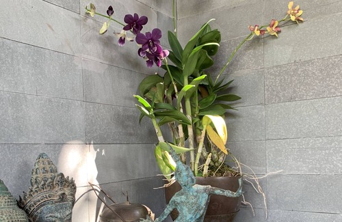 Siem Reap Villa | Experience Comfort at PeaceTree Homes with Pool & Restaurant