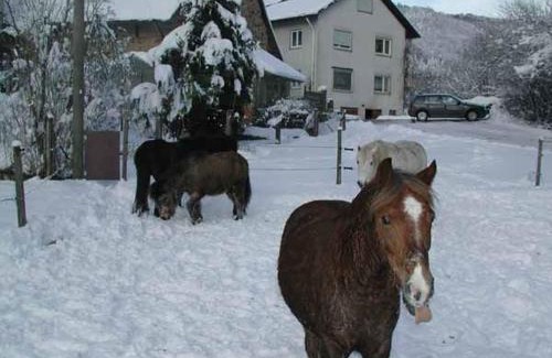 Freiamt House | Pet-Friendly Pension Schneider: Guest Rated 9/10