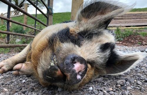 Bwlch House | Pentwyn Cottage, Bwlch Brecon