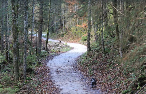Russbach am Pass Gschuett Apartment | Pet-Friendly ‘Sonniges Appartement in Rußbach’ with Views