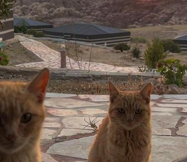 Wadi Musa Other | Discover Petra Wassaif Camp: Family-Friendly Oasis