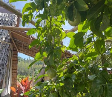 Mai Khao Other | Budget-Friendly Phuket Airport Camping for Families & Pets
