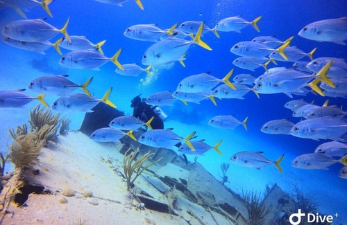 Nassau Boat Rental | Unforgettable Pig Beach Tour on CAT Phoenix 777 Boat