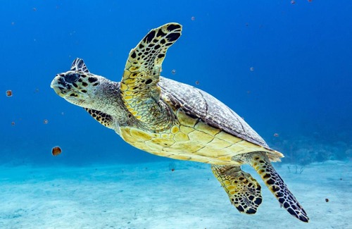 Nassau Boat Rental | Unforgettable Pig Beach Tour on CAT Phoenix 777 Boat