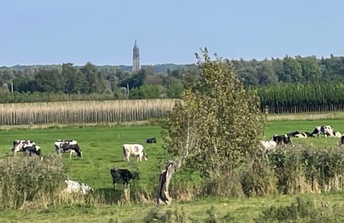 Kesteren Bed & Breakfast | Pet-Friendly Pipowagen Mamaloe: Rated 9/10 by Guests