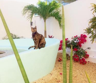 Celestun House | Exclusive Playa 55 Beach Escape - Adults Only Retreat
