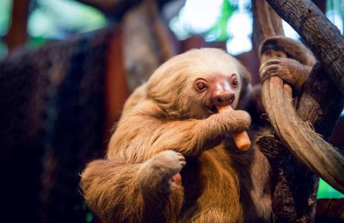Poas Volcano National Park Cabin | Explore Poas Volcano & La Paz Waterfall Cabins - Family Friendly