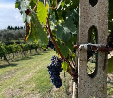 Santarello House | Discover Podere Campanella: Family and Pet-Friendly Retreat