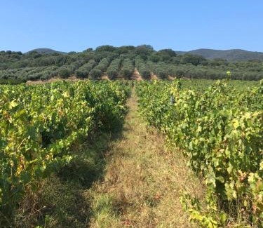 Grosseto House | Top-Rated Podere Oslavia: Pet-Friendly Ocean View Retreat