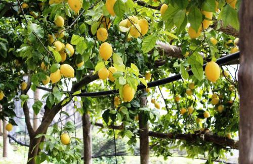 Pontone House | Relax at Poggio Angelarosa: Oceanfront Lemon Garden Escape