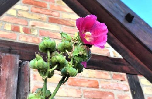 Warsin House | Welcoming Pommernhof am Stettiner Haff for Families