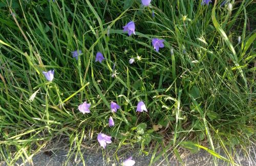 Schorndorf Apartment | Poolhaus