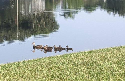 Port Saint Lucie Apartment | Top-Rated Apartments in Florida, USA - Guest Rated 9.2/10
