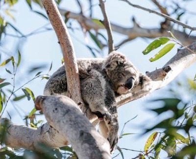 One Mile Resort | Discover Port Stephens Koala Sanctuary: 4-Star Family Retreat