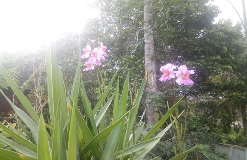 Siguatepeque Cabin | Cozy Posada El Malcotal: Family-Friendly, Pet Friendly Stay