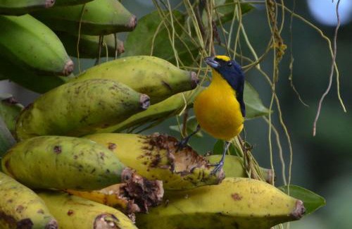 Bijagua Bed & Breakfast | Discover Cabinas Río Celeste La Amistad - Pet Friendly Escape