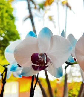 Aguas de Lindoia Hotel | Experience Pousada Casa Doce Vida: Oceanfront Retreat Awaits
