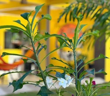 Itaunas Hotel | Discover Pousada Cordel de Itaúnas: Pet-Friendly Haven