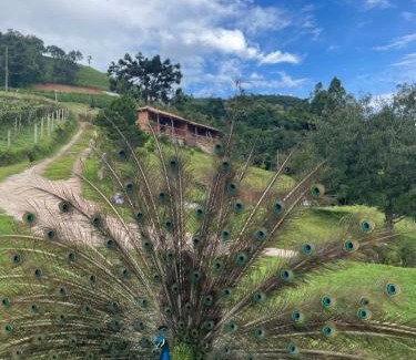Senador Amaral Hotel | Pet-Friendly Pousada do Caneca: Rated 10/10 for Families