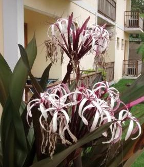 Barra da Lagoa Hotel | Unforgettable Stay at Pousada do Tié with Pool & Breakfast