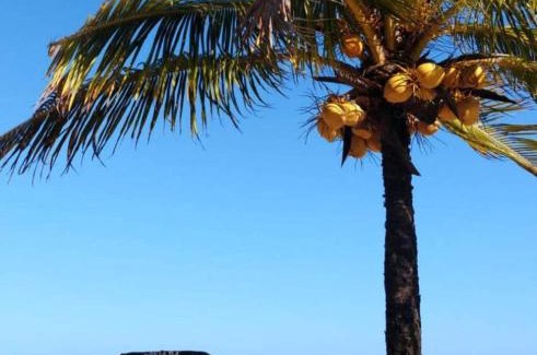 Caixa-Pregos Hotel | Discover Pousada Dolce Mare: Pet Friendly & Oceanfront Retreat